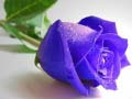 Permainan Bunga Ros Biru talian