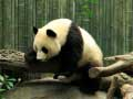 Permainan Teka Panda talian