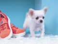 Permainan Puzzle Anak Anjing Yang Comel talian