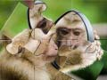 Permainan Puzzle Cimpanzi talian