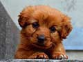 Permainan Teka Anak Anjing talian