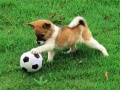 Permainan Teka-teki Anak Anjing Ceria di Luar talian