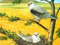 Permainan Teka-teki Burung Pemangsa talian