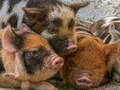 Permainan Puzzle Piglet talian