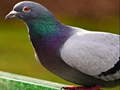 Permainan Puzzle Burung Merpati talian