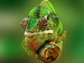 Permainan Puzzle Cameleon talian