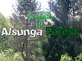Permainan Kembali ke Hutan Alsunga talian