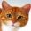 Cari kucing  dalam talian